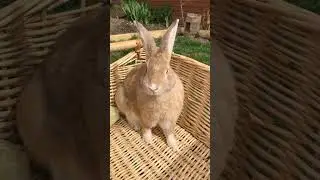 information about rabbits in english\#amazingworld