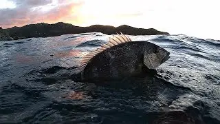 Pesca sub   :    ✴Primo Dentex 2020.(Sud Sardegna)