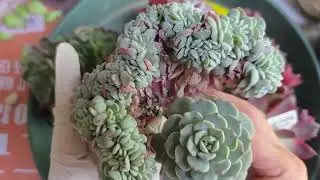 2026.2.2 쳐다만 봐도 속상해요!!