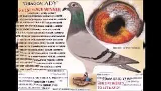 SUPERACEPIGEON 2014