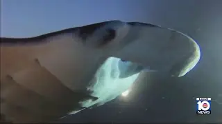 FWC pauses licenses for capturing shark and ray species