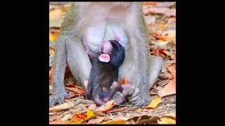 Calm and Peaceful Baby Monkey Moments 🌿 | Adorable Wildlife