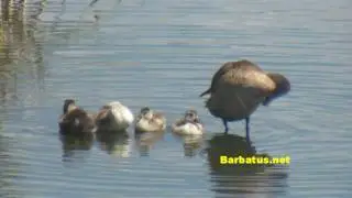 Pato colorado ( Netta rufina ) Red-crested Pochard