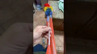 Scarlet macaw parrot