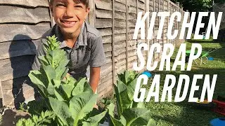 Kitchen Scrap Gardening