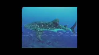 arabian ocean basin 🤯#youtubeshorts #arabsea #ytshorts #shortsfeed