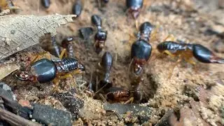 What Do Ants Eat? The Surprising Ant Diet! #AntDiet #AntLife #Eusocial