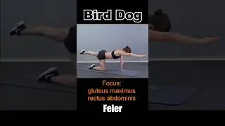 Bird dog #exercise #fitness #fitnesslifestyle #workout #birddog