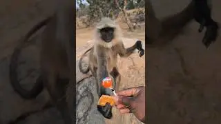 Bhola Hanuman Langur Ne Biscuit Aur Lollipop Liya | Cute Monkey Moment 🐒❤️