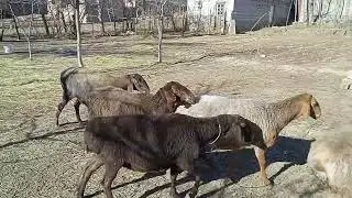 11январи 2026г супер совлукхои фуруши 988279820 ватсап