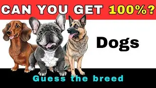 Dog Breed Trivia Challenge: Can You Guess Them All?