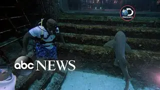 Shaquille O'Neal swims with sharks this year during 'Shark Week'