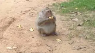 AMAZING Monkey Meeting tourist - Monkey and Girl Funny Compilation 2016 #26(new)