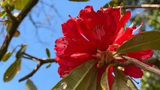 National flower of Nepal/ Rhododendron arboreum