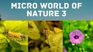 Micro world of nature 3 | Nature and culture