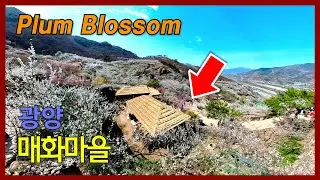 🌸 광양 매화마을 매화축제 | 🚌 3월 봄꽃 관광버스 여행 - 에피소드 1