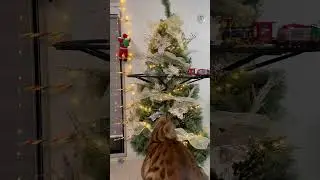 #christmas #xmas #santa #猫 #cat #好きな子猫 #kittenshorts #猫のいる暮らし #ベンガル