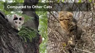 The Acrobat Cat &ndash; Margay&rsquo;s Tree Trick! #WildCats #JungleLife