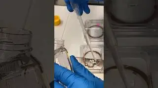 Oil is an important part of the culture system in the IVF lab to protect the developing embryos #ivf