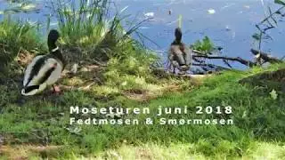 Mosetur juni2018