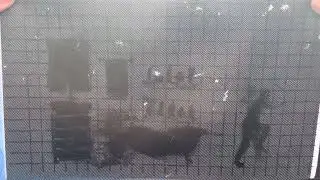 Psycar Moire Effect Animation
