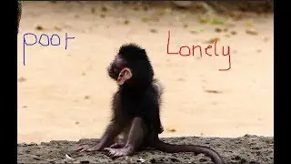 It looks so poor newborn monkey, It is so lonely newborn monkey