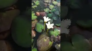 Nymphoides indica (water snowflake/ Chandmala) flower Timelapse