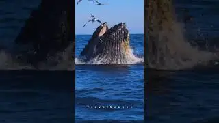 Humpback Whale Feast: 3 Tons of Krill in a Day! 🐋🌊 #4k #shorts #sea #whale #nature