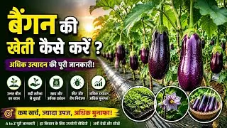 कम लागत में बैंगन की खेती | Began Farming in Hindi | Baingan Ki Kheti