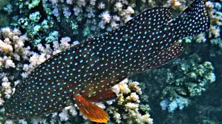 Peacock grouper (Cephalopholis argus) and Coral grouper (Cephalopholis miniata)