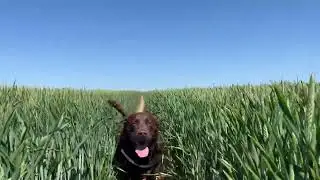 Clarke and Tony Labradors exploring Duddo Stone Circle