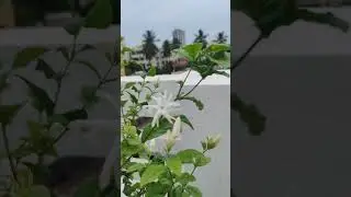#jasmine#evergreennature #whiteflower #fragrance #naturelove 🤍