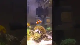 ①クマノミ（みかん🍊）とシロサンゴヤドカリ（🐚ヤドスケ）仲良く暮らしてます🪸#クマノミ#aquarium #fishtank