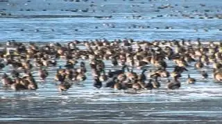 Shiawassee NWR Waterfowl
