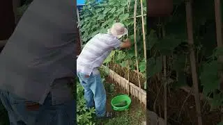 Panen timun kebun minimalis