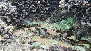Lincoln City, Roads End Tidepools