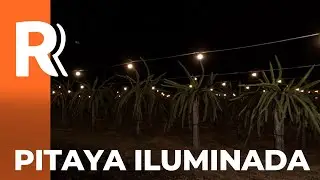 Produtores investem na pitaya e diversificam lavouras em Marialva