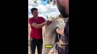 ozonio terapia