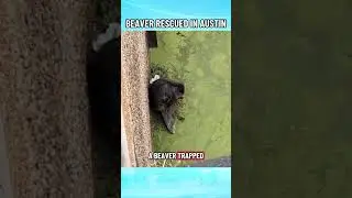Beaver Rescued From Austin Reservoir After Days Swimming