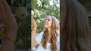 My apple tree is close to harvest!
