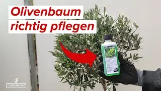Olivenbaum Pflege - Diese Tipps solltest du unbedingt beachten! Schneiden, D&uuml;ngen, Frostschutz.