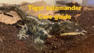 Tiger salamander care guide