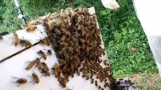 Swarm Control Doesn't Always Prevent Swarming