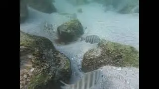 Under Water Fish Video of Snook -  Mangrove Snapper - Whiting - Sheepshead and a Manatee