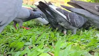 #TopDailyList Top Feeding Tips for Pigeons: Keep Your Birds Healthy and Happy