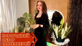 🎄ОБЗОР САНСЕВИЕРИЙ