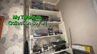 My Entire Tarantula Collection So Far (15 Arachnids)