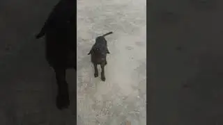 Goldy puppy #viral #video #viralvideos #viralvideo #shorts #dog#labrador#viralshort #shortsviral#pet
