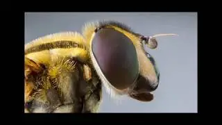 Macro stacking - flower fly