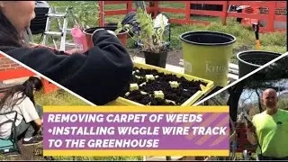 REMOVING A CARPET OF WEEDS/INSTALLING WIGGLE WIRE TRACK ON THE GREENHOUSE| Life with Tin and Ed